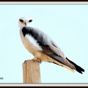 Black-Shouldered Kite photographed in Bikaner, India
