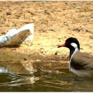 Red- Wattled Lapwing photographed in Bikaner, India