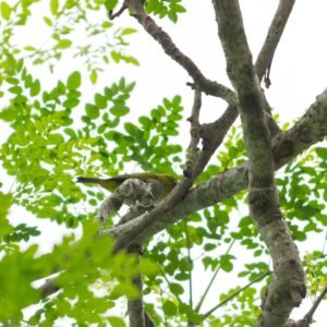 Oriental White-Eye photographed in Mudhumalai, India