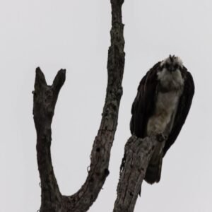 Osprey in the wild, India