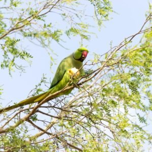 Alexandrine Parakeet photographed in Bikaner, India