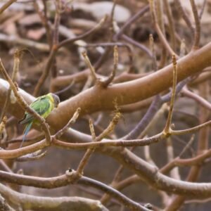 Plum-Headed Parakeet photographed in Ranthambore, India