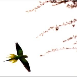 Rose-Ringed Parakeet photographed in Bikaner, India