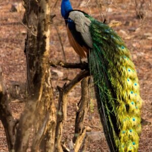 Indian Peafowl photographed in Ranthambore, India