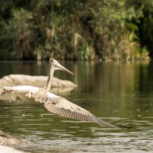 Spot-Billed Pelican photographed in Ranganathittu, India