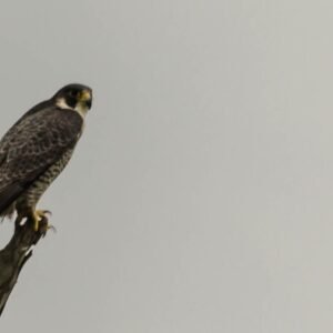 Peregrine Falcon in the wild, India