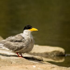 River Tern photographed in Ranganathittu, India