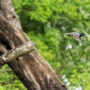 Oriental Magpie Robin photographed in Mudhumalai, India