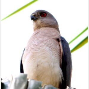 Shikra photographed in Chennai, India