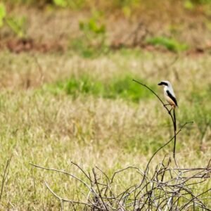 Rufous-Backed Shrike photographed in Mudhumalai, India