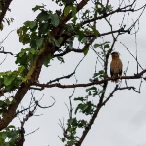 Brahminy Starling photographed in Mudhumalai, India