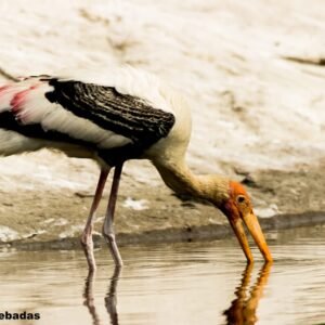 Painted Stork photographed in Ranganathittu, India