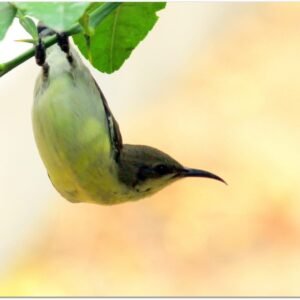 Purple Sunbird photographed in Bikaner, India