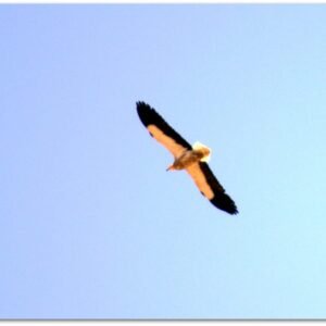 Egyptian Vulture photographed in Bikaner, India