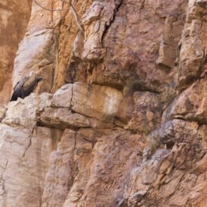 Long-Billed Vulture and Indian White-Backed Vulture photographed in Ranthambore, India
